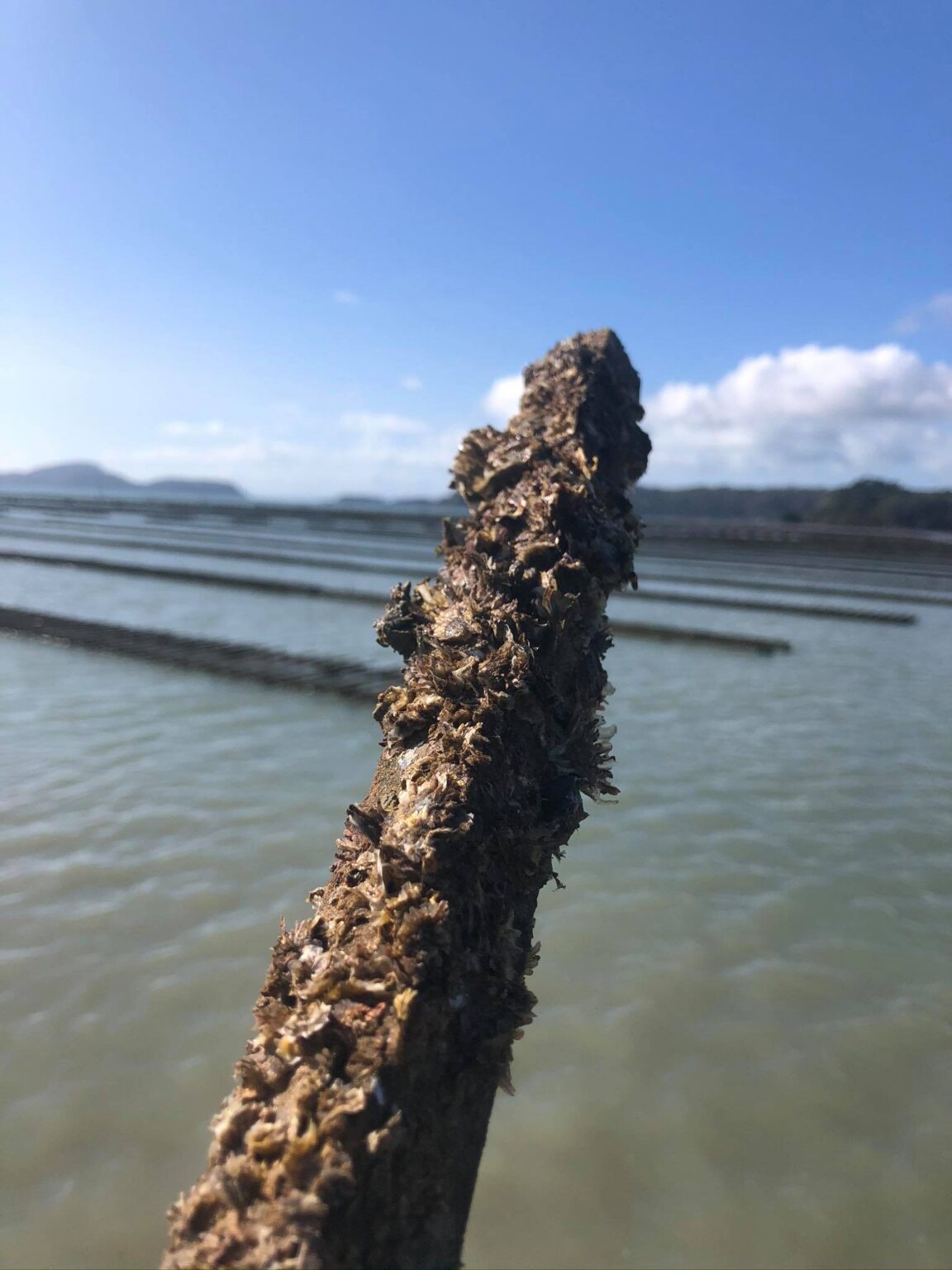 Our Oysters Clevedon Coast Oysters