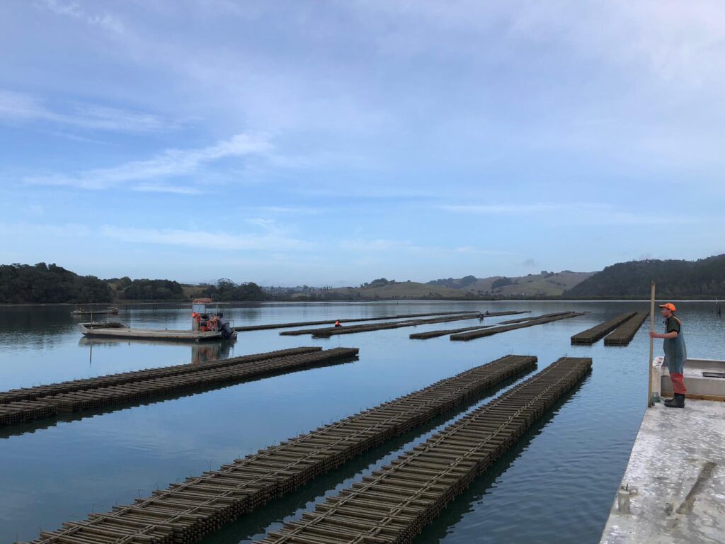About Clevedon Coast Oysters