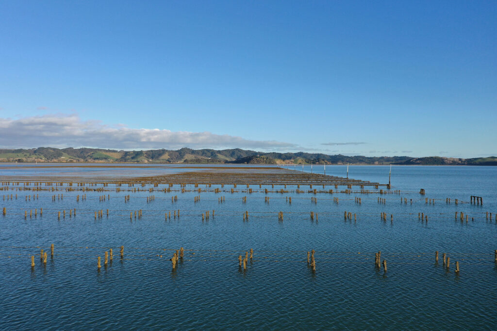Our Story Clevedon Coast Oysters